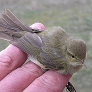 Phylloscopus warblers